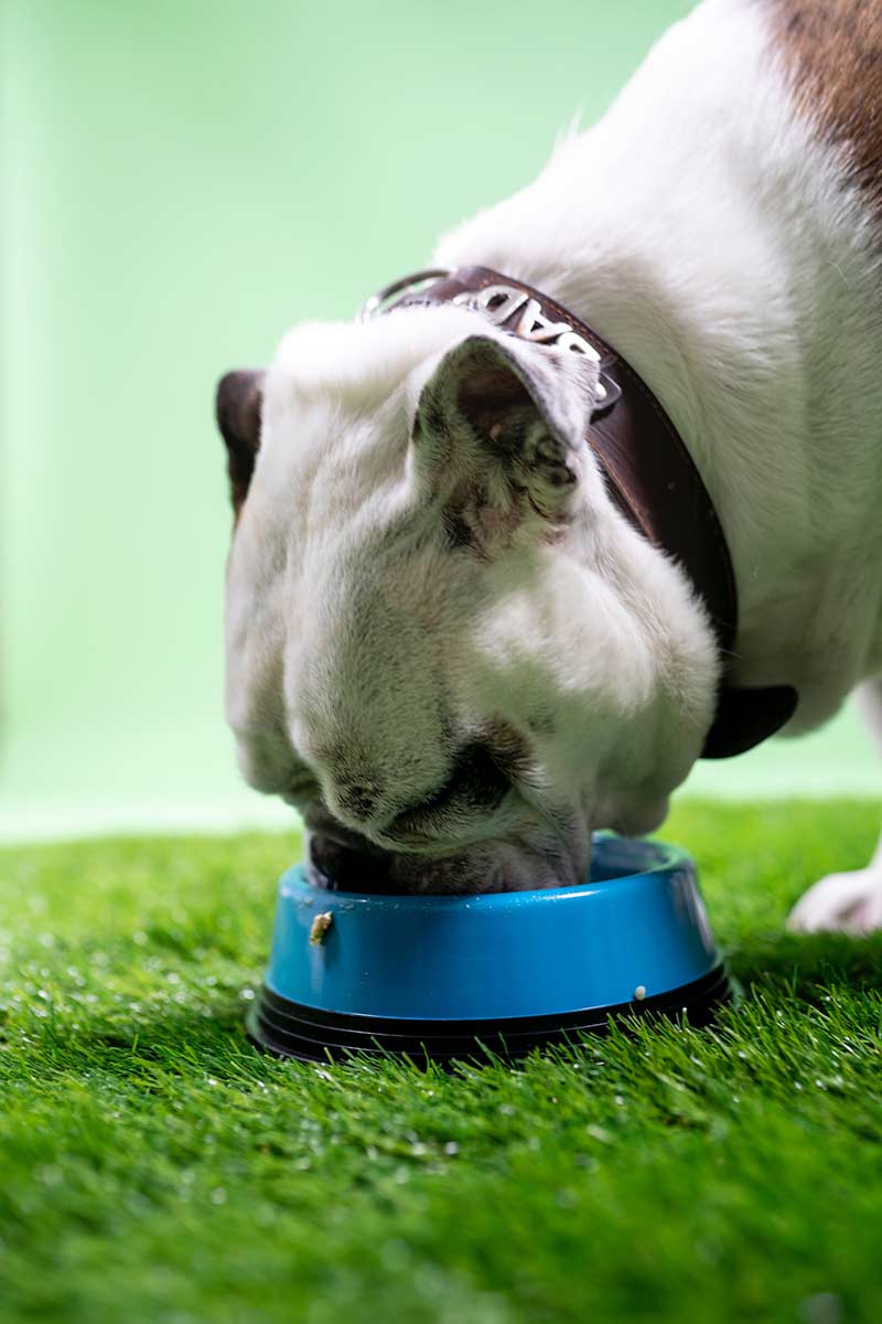 hiking dog bowls